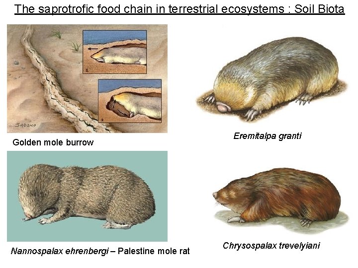 The saprotrofic food chain in terrestrial ecosystems : Soil Biota Golden mole burrow Nannospalax