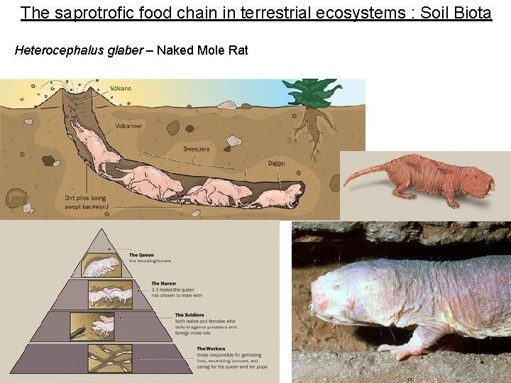 The saprotrofic food chain in terrestrial ecosystems : Soil Biota Heterocephalus glaber – Naked