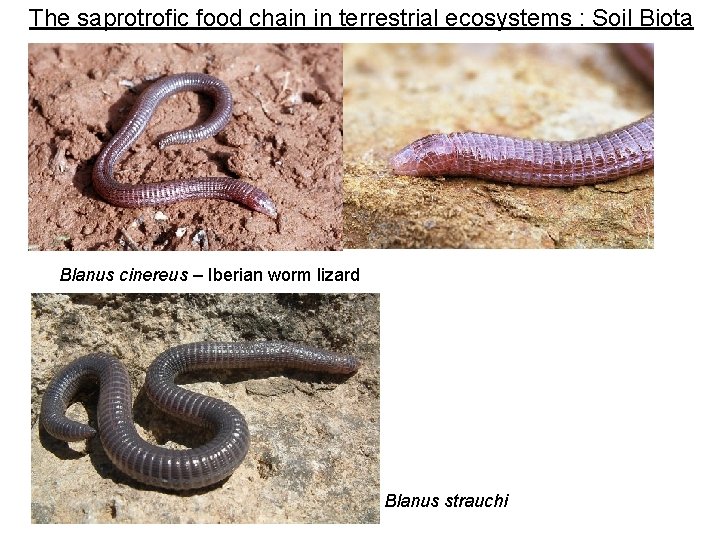 The saprotrofic food chain in terrestrial ecosystems : Soil Biota Blanus cinereus – Iberian The saprotrofic food chain in terrestrial ecosystems : Soil Biota Blanus cinereus – Iberian