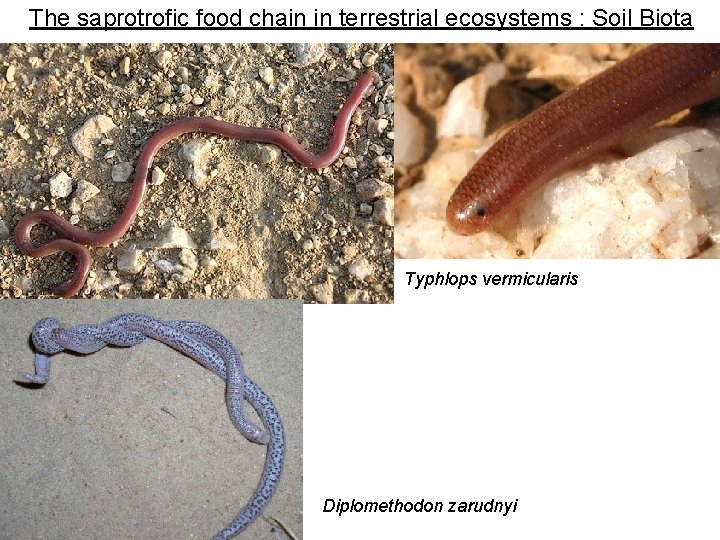 The saprotrofic food chain in terrestrial ecosystems : Soil Biota Typhlops vermicularis Diplomethodon zarudnyi The saprotrofic food chain in terrestrial ecosystems : Soil Biota Typhlops vermicularis Diplomethodon zarudnyi