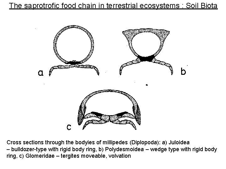 The saprotrofic food chain in terrestrial ecosystems : Soil Biota Cross sections through the