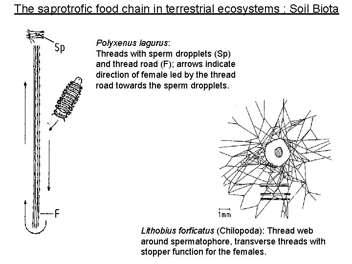 The saprotrofic food chain in terrestrial ecosystems : Soil Biota Polyxenus lagurus: Threads with