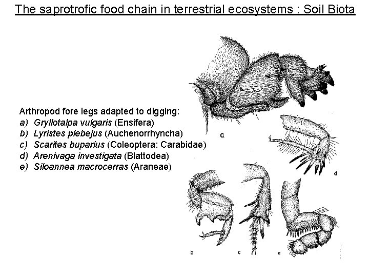 The saprotrofic food chain in terrestrial ecosystems : Soil Biota Arthropod fore legs adapted The saprotrofic food chain in terrestrial ecosystems : Soil Biota Arthropod fore legs adapted