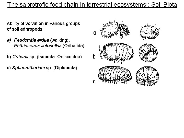 The saprotrofic food chain in terrestrial ecosystems : Soil Biota Ability of volvation in The saprotrofic food chain in terrestrial ecosystems : Soil Biota Ability of volvation in