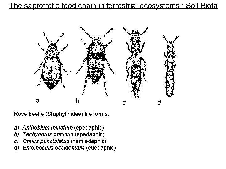 The saprotrofic food chain in terrestrial ecosystems : Soil Biota Rove beetle (Staphylinidae) life