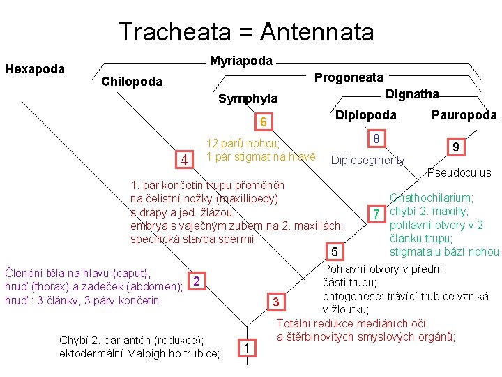 Tracheata = Antennata Hexapoda Myriapoda Progoneata Chilopoda Dignatha Symphyla Diplopoda 6 4 12 párů