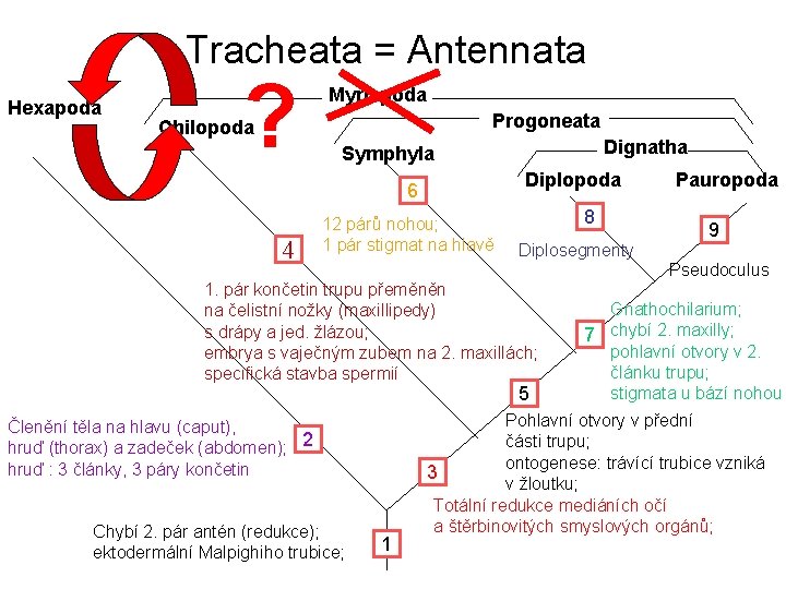Tracheata = Antennata Hexapoda ? Myriapoda Progoneata Chilopoda Diplopoda 6 4 Dignatha Symphyla 12 Tracheata = Antennata Hexapoda ? Myriapoda Progoneata Chilopoda Diplopoda 6 4 Dignatha Symphyla 12