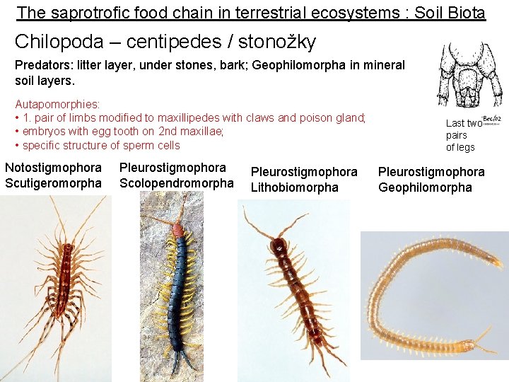The saprotrofic food chain in terrestrial ecosystems : Soil Biota Chilopoda – centipedes / The saprotrofic food chain in terrestrial ecosystems : Soil Biota Chilopoda – centipedes /