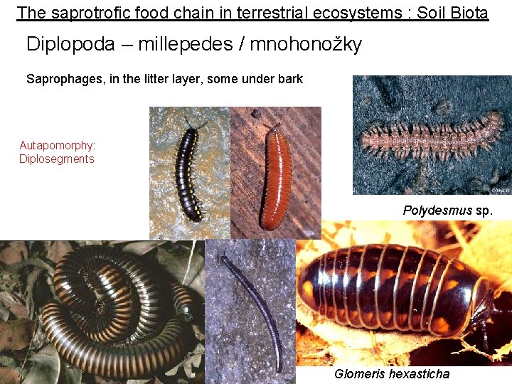 The saprotrofic food chain in terrestrial ecosystems : Soil Biota Diplopoda – millepedes / The saprotrofic food chain in terrestrial ecosystems : Soil Biota Diplopoda – millepedes /