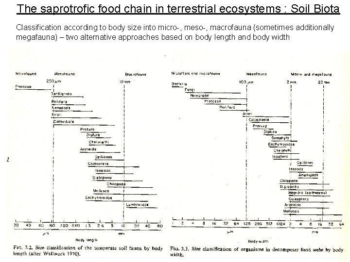 The saprotrofic food chain in terrestrial ecosystems : Soil Biota Classification according to body