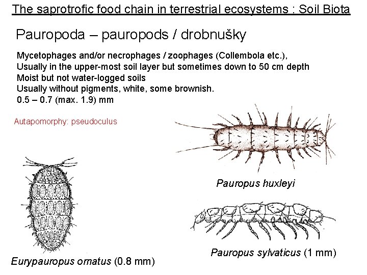 The saprotrofic food chain in terrestrial ecosystems : Soil Biota Pauropoda – pauropods / The saprotrofic food chain in terrestrial ecosystems : Soil Biota Pauropoda – pauropods /