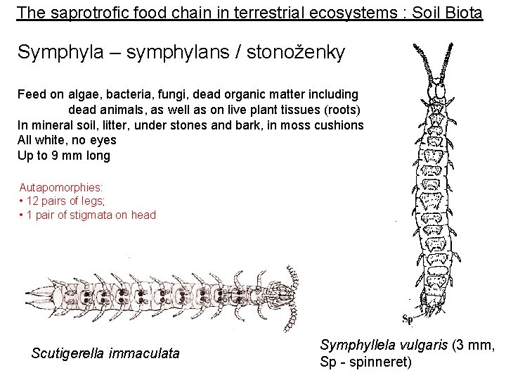 The saprotrofic food chain in terrestrial ecosystems : Soil Biota Symphyla – symphylans /