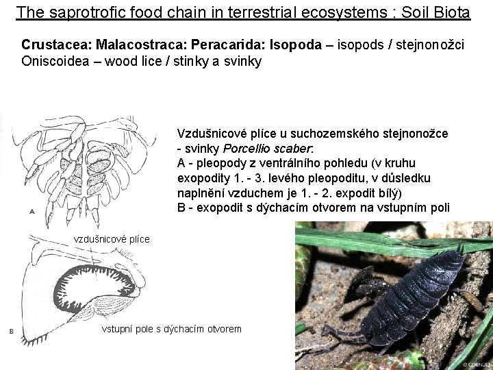 The saprotrofic food chain in terrestrial ecosystems : Soil Biota Crustacea: Malacostraca: Peracarida: Isopoda