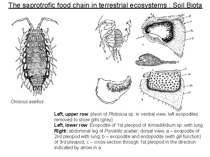 The saprotrofic food chain in terrestrial ecosystems : Soil Biota Oniscus asellus Left, upper