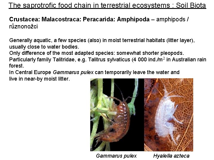 The saprotrofic food chain in terrestrial ecosystems : Soil Biota Crustacea: Malacostraca: Peracarida: Amphipoda