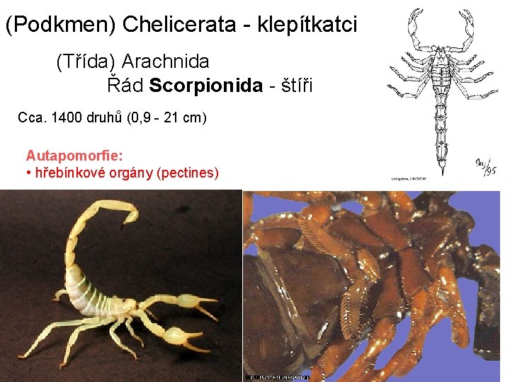 (Podkmen) Chelicerata - klepítkatci (Třída) Arachnida Řád Scorpionida - štíři Cca. 1400 druhů (0,