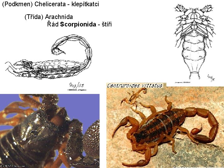 (Podkmen) Chelicerata - klepítkatci (Třída) Arachnida Řád Scorpionida - štíři 