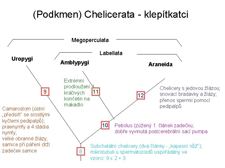 (Podkmen) Chelicerata - klepítkatci Megoperculata Labellata Uropygi Amblypygi 9 Camarostom (ústní „předsíň“ se srostlými (Podkmen) Chelicerata - klepítkatci Megoperculata Labellata Uropygi Amblypygi 9 Camarostom (ústní „předsíň“ se srostlými
