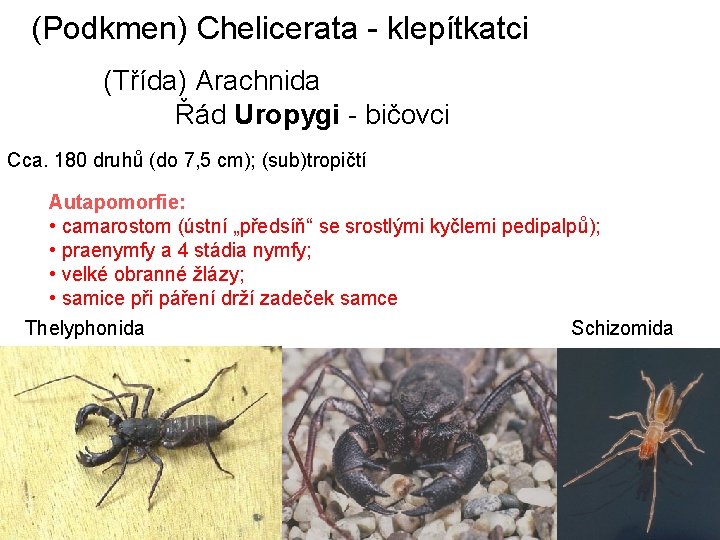 (Podkmen) Chelicerata - klepítkatci (Třída) Arachnida Řád Uropygi - bičovci Cca. 180 druhů (do