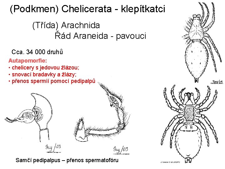 (Podkmen) Chelicerata - klepítkatci (Třída) Arachnida Řád Araneida - pavouci Cca. 34 000 druhů