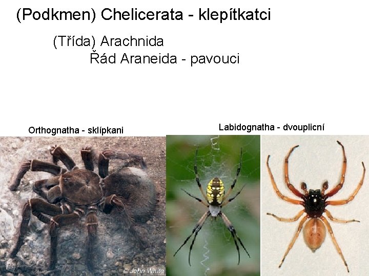 (Podkmen) Chelicerata - klepítkatci (Třída) Arachnida Řád Araneida - pavouci Orthognatha - sklípkani Labidognatha (Podkmen) Chelicerata - klepítkatci (Třída) Arachnida Řád Araneida - pavouci Orthognatha - sklípkani Labidognatha
