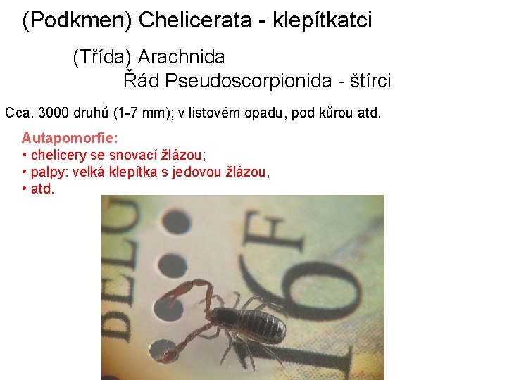 (Podkmen) Chelicerata - klepítkatci (Třída) Arachnida Řád Pseudoscorpionida - štírci Cca. 3000 druhů (1