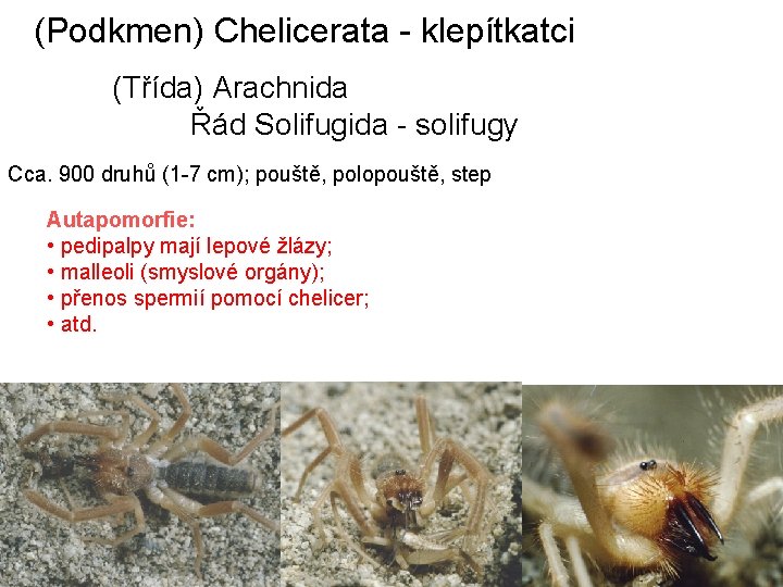 (Podkmen) Chelicerata - klepítkatci (Třída) Arachnida Řád Solifugida - solifugy Cca. 900 druhů (1