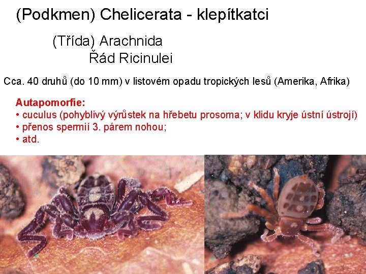 (Podkmen) Chelicerata - klepítkatci (Třída) Arachnida Řád Ricinulei Cca. 40 druhů (do 10 mm)