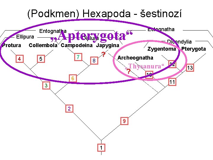 (Podkmen) Hexapoda - šestinozí Ellipura Protura 4 „Apterygota“ Entognatha Diplura Collembola Campodeina Japygina 7