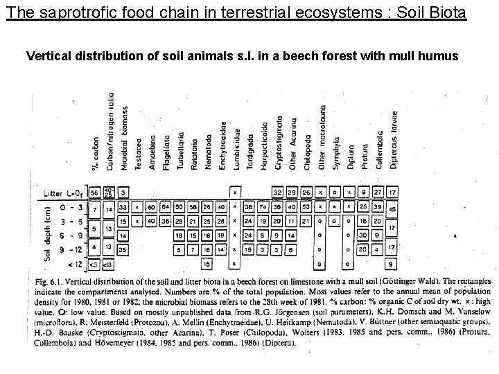 The saprotrofic food chain in terrestrial ecosystems : Soil Biota Vertical distribution of soil