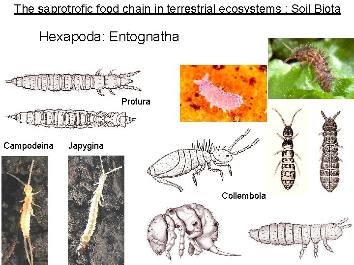 The saprotrofic food chain in terrestrial ecosystems : Soil Biota Hexapoda: Entognatha Protura Campodeina