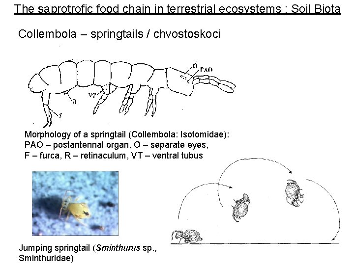 The saprotrofic food chain in terrestrial ecosystems : Soil Biota Collembola – springtails /