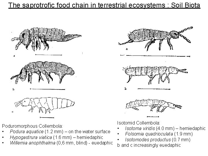 The saprotrofic food chain in terrestrial ecosystems : Soil Biota Poduromorphous Collembola: • Podura