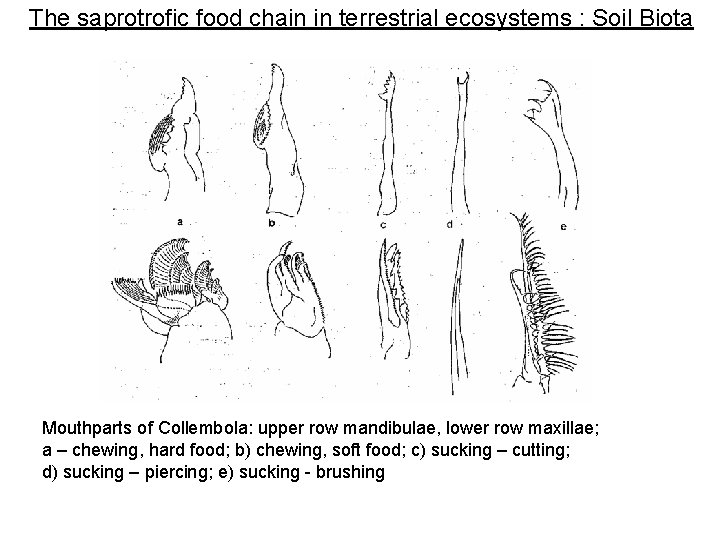 The saprotrofic food chain in terrestrial ecosystems : Soil Biota Mouthparts of Collembola: upper The saprotrofic food chain in terrestrial ecosystems : Soil Biota Mouthparts of Collembola: upper