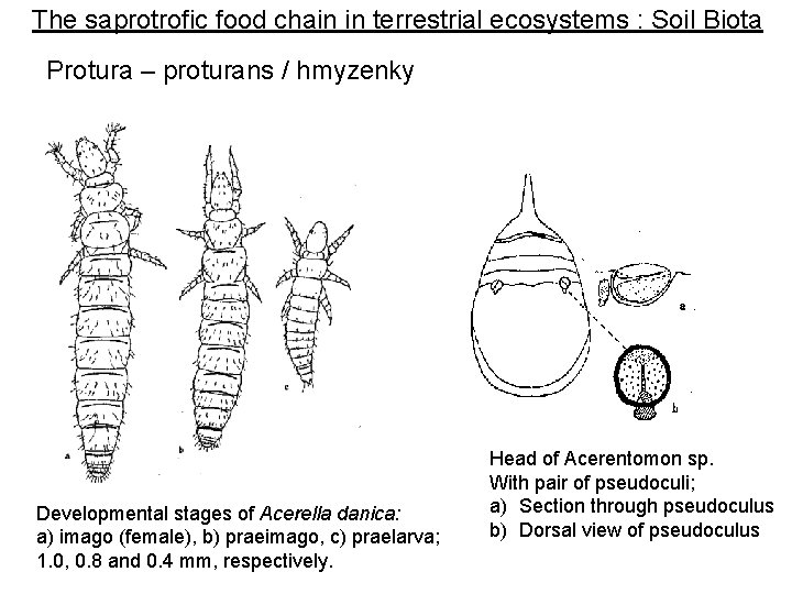 The saprotrofic food chain in terrestrial ecosystems : Soil Biota Protura – proturans / The saprotrofic food chain in terrestrial ecosystems : Soil Biota Protura – proturans /