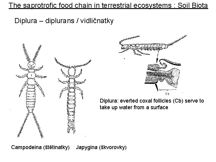 The saprotrofic food chain in terrestrial ecosystems : Soil Biota Diplura – diplurans /