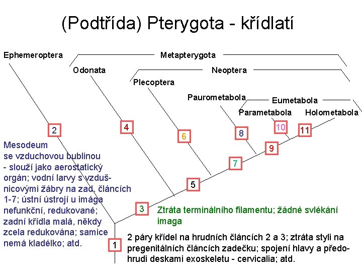 (Podtřída) Pterygota - křídlatí Ephemeroptera Metapterygota Odonata Neoptera Plecoptera Paurometabola Eumetabola Parametabola Holometabola 2