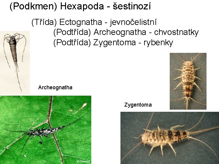 (Podkmen) Hexapoda - šestinozí (Třída) Ectognatha - jevnočelistní (Podtřída) Archeognatha - chvostnatky (Podtřída) Zygentoma