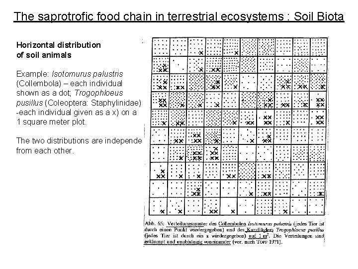 The saprotrofic food chain in terrestrial ecosystems : Soil Biota Horizontal distribution of soil The saprotrofic food chain in terrestrial ecosystems : Soil Biota Horizontal distribution of soil