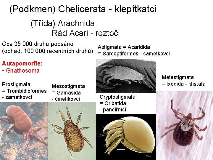 (Podkmen) Chelicerata - klepítkatci (Třída) Arachnida Řád Acari - roztoči Cca 35 000 druhů