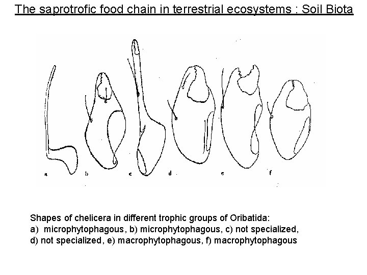 The saprotrofic food chain in terrestrial ecosystems : Soil Biota Shapes of chelicera in The saprotrofic food chain in terrestrial ecosystems : Soil Biota Shapes of chelicera in
