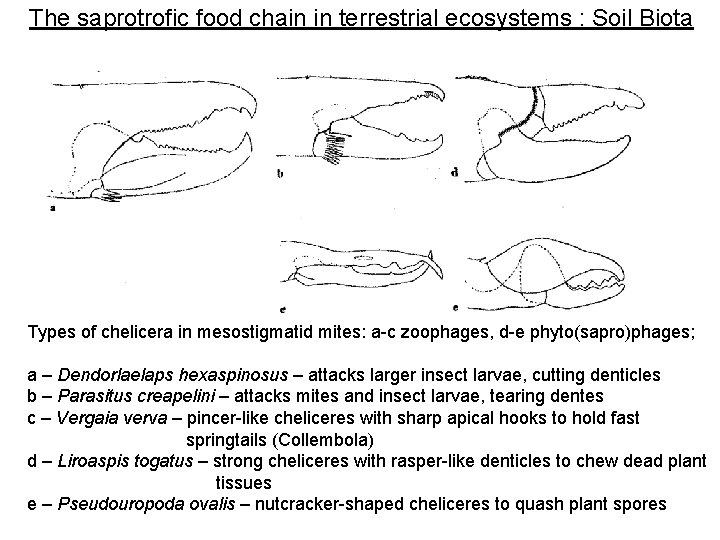 The saprotrofic food chain in terrestrial ecosystems : Soil Biota Types of chelicera in