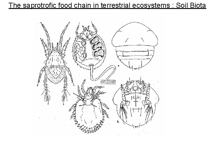 The saprotrofic food chain in terrestrial ecosystems : Soil Biota 