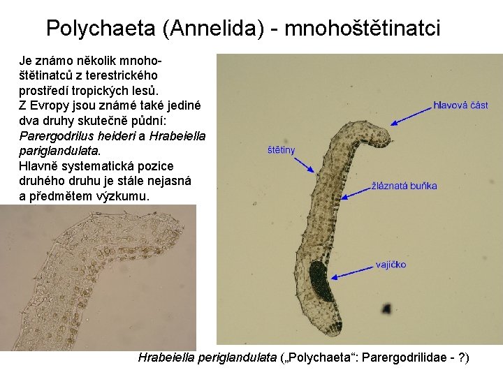 Polychaeta (Annelida) - mnohoštětinatci Je známo několik mnohoštětinatců z terestrického prostředí tropických lesů. Z Polychaeta (Annelida) - mnohoštětinatci Je známo několik mnohoštětinatců z terestrického prostředí tropických lesů. Z