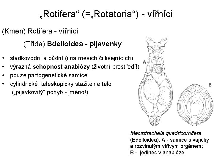 „Rotifera“ (=„Rotatoria“) - vířníci (Kmen) Rotifera - vířníci (Třída) Bdelloidea - pijavenky • •