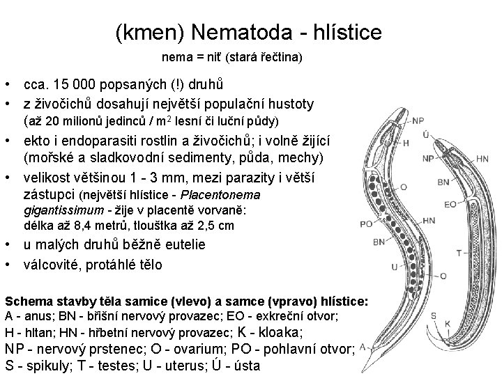 (kmen) Nematoda - hlístice nema = niť (stará řečtina) • cca. 15 000 popsaných (kmen) Nematoda - hlístice nema = niť (stará řečtina) • cca. 15 000 popsaných