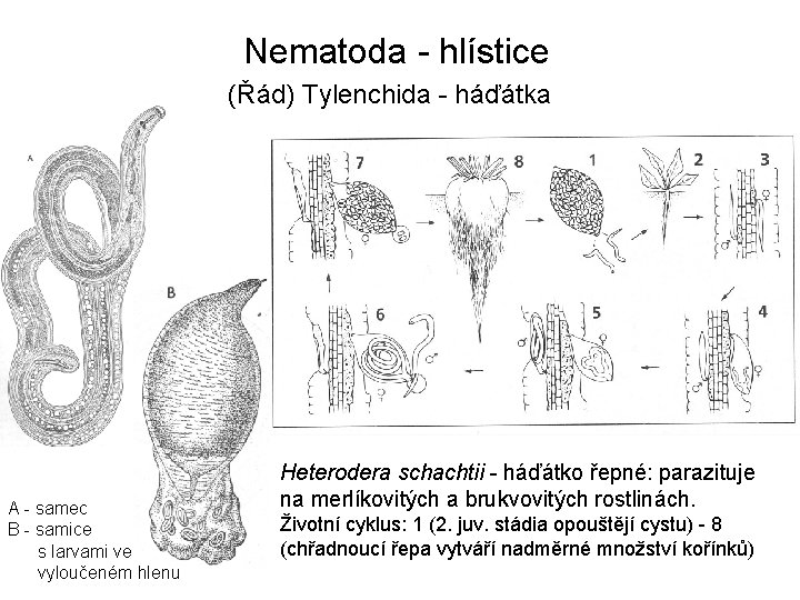 Nematoda - hlístice (Řád) Tylenchida - háďátka A - samec B - samice s