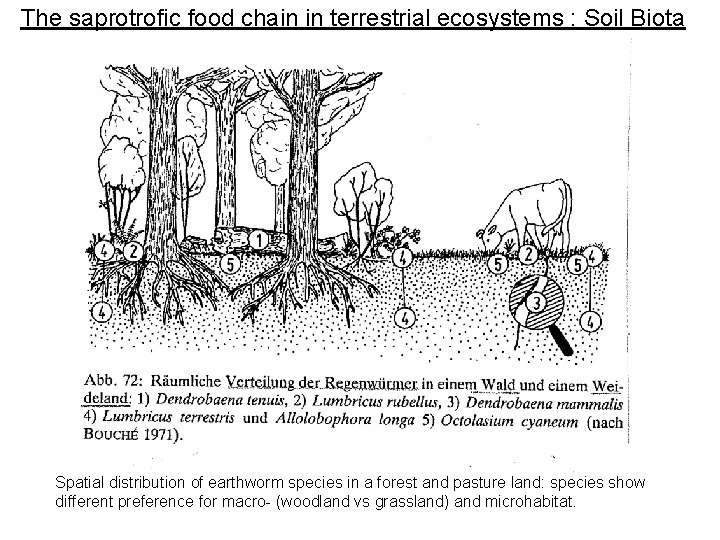 The saprotrofic food chain in terrestrial ecosystems : Soil Biota Spatial distribution of earthworm