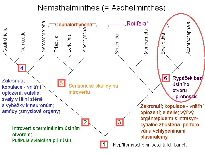 Acanthocephala Bdelloidea Seisonida Kinorhyncha Loricifera Monogonota „Rotifera“ Cephalorhyncha Priapula Nematomorpha Nematoda Gastrotricha Nemathelminthes (= Acanthocephala Bdelloidea Seisonida Kinorhyncha Loricifera Monogonota „Rotifera“ Cephalorhyncha Priapula Nematomorpha Nematoda Gastrotricha Nemathelminthes (=