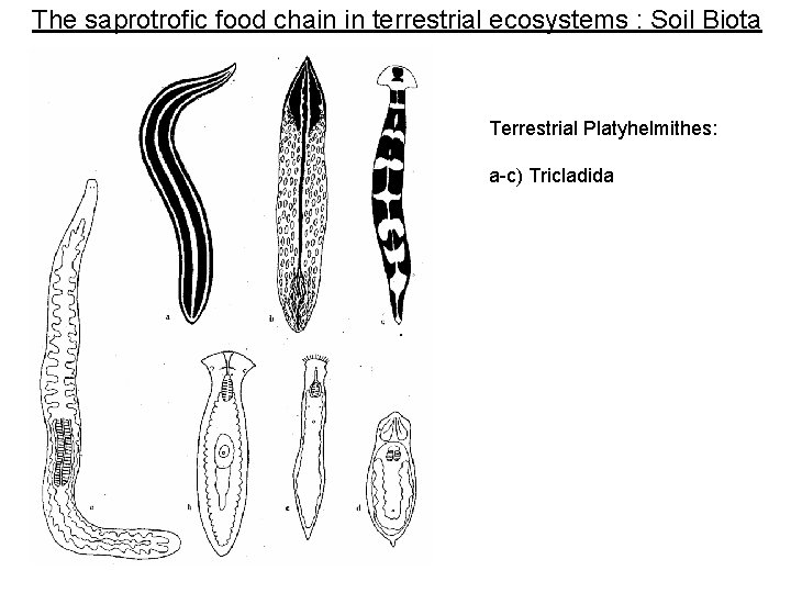 The saprotrofic food chain in terrestrial ecosystems : Soil Biota Terrestrial Platyhelmithes: a-c) Tricladida